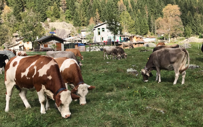 Musica in Val di Mello